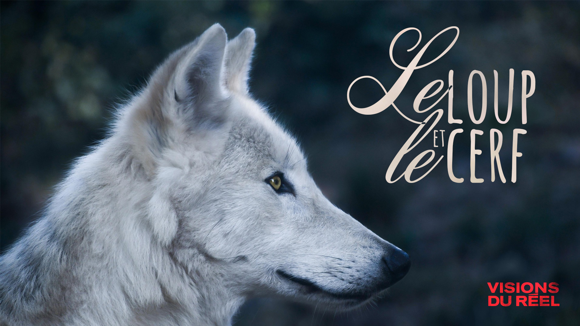 affiche du loup